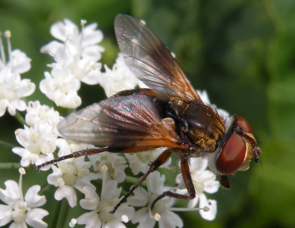 Un''altra Phasia?